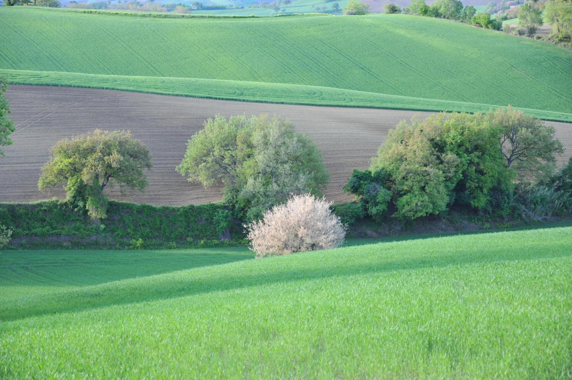 Solea Albergo Di Campagna Trecastelli Esterno foto